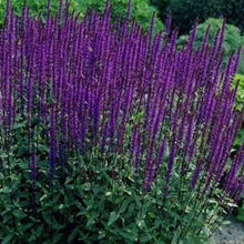 Load image into Gallery viewer, Salvia nemorosa &#39;Caradonna&#39; - 2 Gallon Pot
