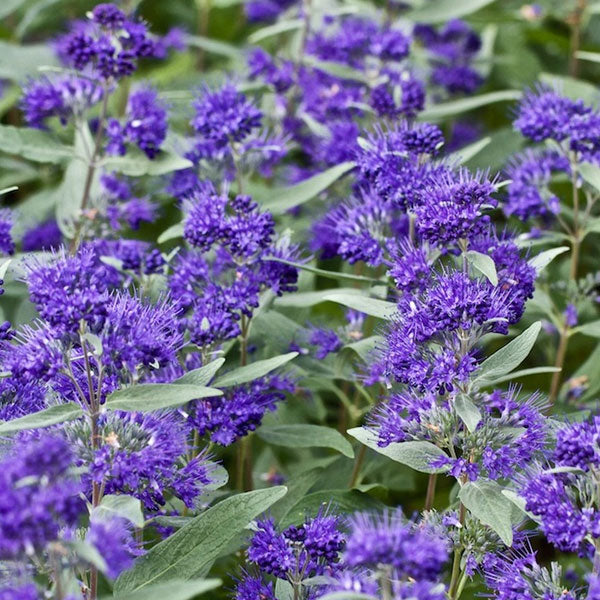 Caryopteris 'Dark Knight' - 3 Gallon Pot