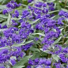 Load image into Gallery viewer, Caryopteris &#39;Dark Knight&#39; - 3 Gallon Pot
