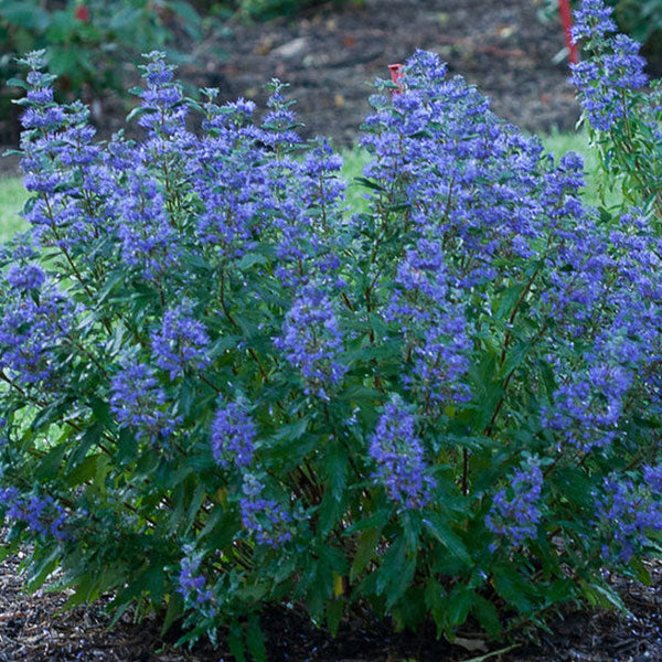 Caryopteris 'Beyond Midnight'® - 3 Gallon Pot