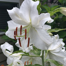 Load image into Gallery viewer, Lilium oriental &#39;Casa Blanca&#39; - 2 Gallon Pot
