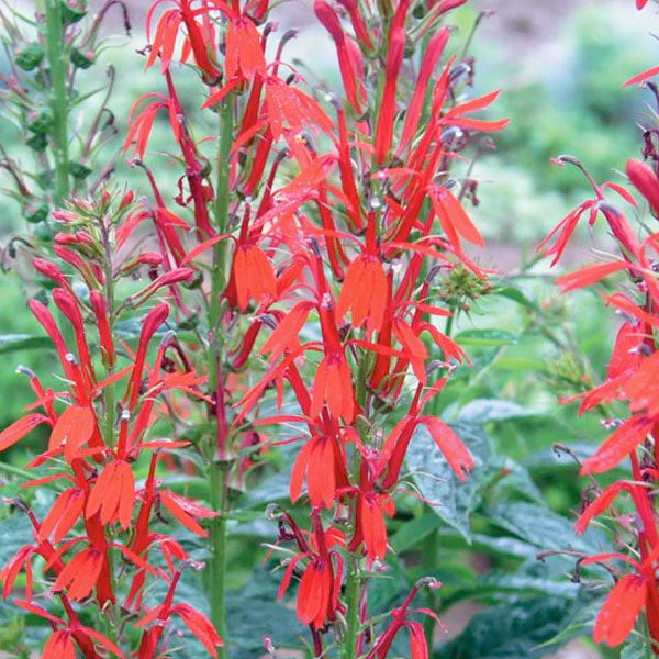 Lobelia cardinalis