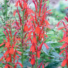 Load image into Gallery viewer, Lobelia cardinalis
