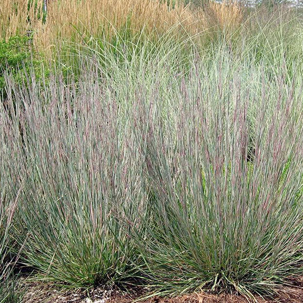 Schizachyrium scoparium 'Carousel'