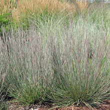Load image into Gallery viewer, Schizachyrium scoparium &#39;Carousel&#39;
