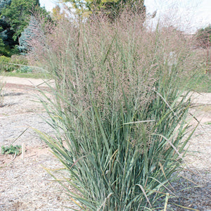 Panicum virgatum - Switchgrass - 1 Gallon