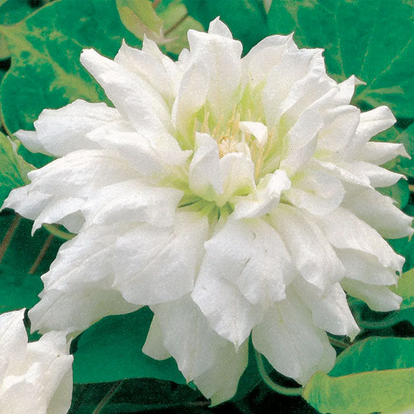 Clematis 'Duchess of Edinburgh' - 3 Gallon Trellised Pot