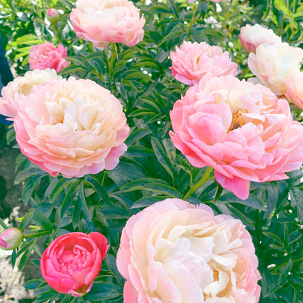 Peony 'Coral Charm' - 2 Gallon Pot