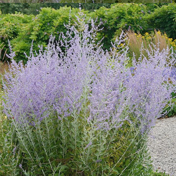 Perovskia 'Superba' - Russian Sage - 2 Gallon Pot