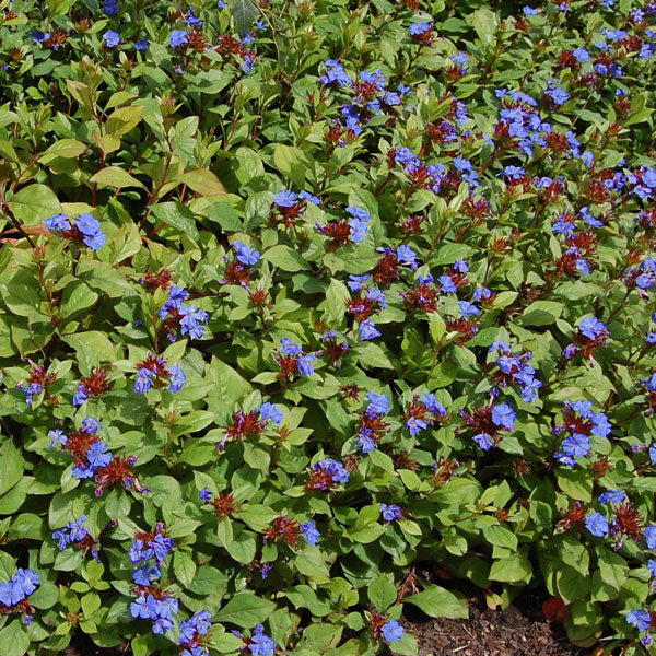 Ceratostigma plumbaginoides - Blue Leadwort - 1 Gallon Pot