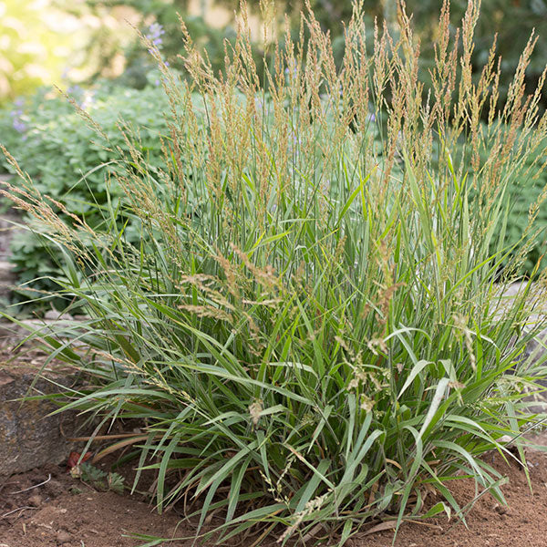 Calamagrostis 'Cheju-do' - 3 Gallon