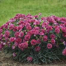 Load image into Gallery viewer, Dianthus FRUIT PUNCH® &#39;Cherry Vanilla&#39; - 1 Gallon Pot
