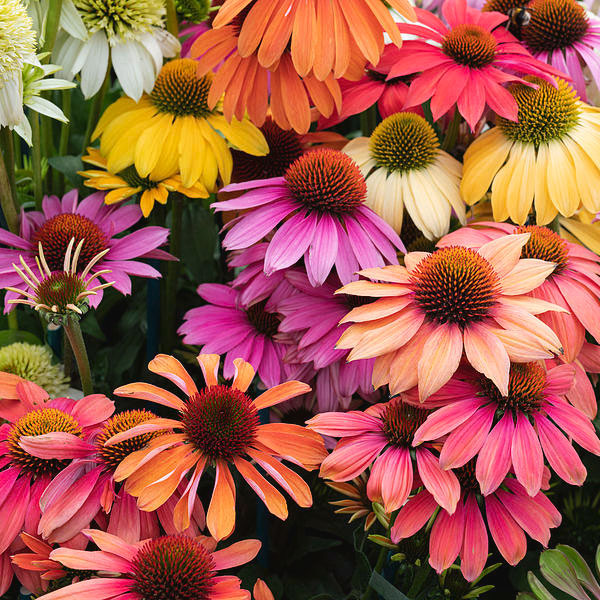 Echinacea 'Cheyenne Spirit' - 2 Gallon Pot