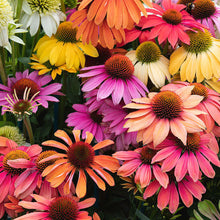 Load image into Gallery viewer, Echinacea &#39;Cheyenne Spirit&#39; - 2 Gallon Pot
