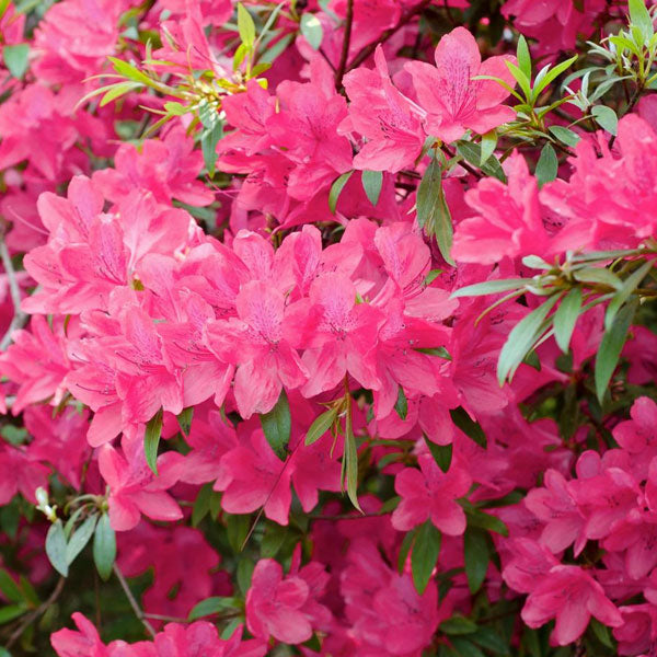 Azalea 'Chinzan' - 3 Gallon Pot