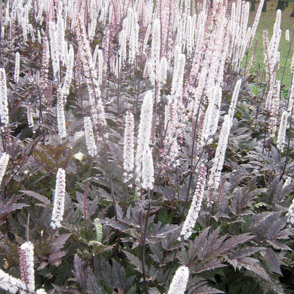 Cimicifuga simplex 'Chocoholic' - 1 Gallon Pot