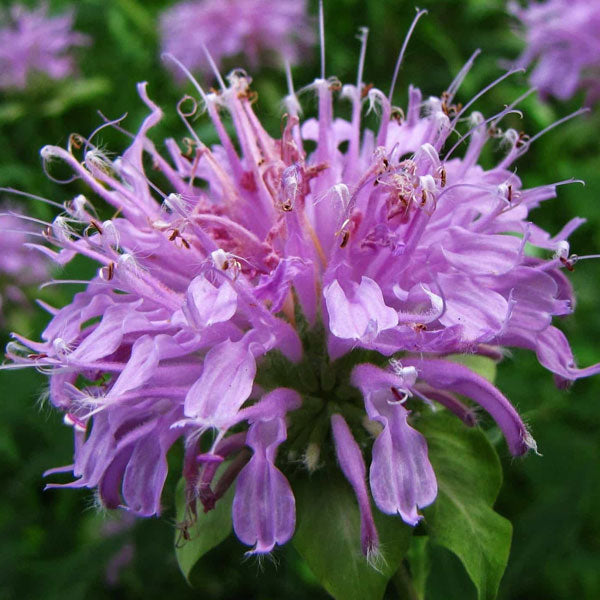 Monarda fistulosa 'Claire Grace'