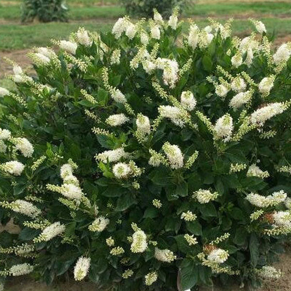 Clethra alnifolia 'Hummingbird' - 3 Gallon Pot