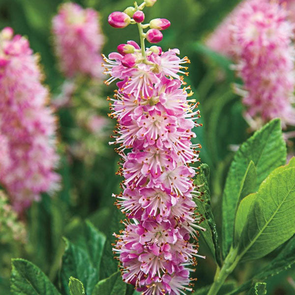 Clethra alnifolia 'Ruby Spice'