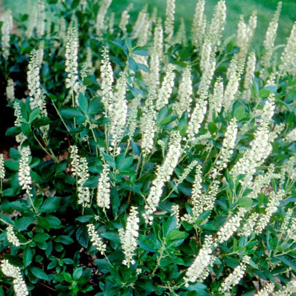 Clethra alnifolia 'Sixteen Candles' - 3 Gallon Pot