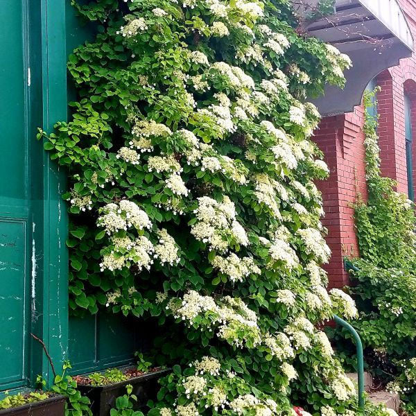 Hydrangea anomala petiolaris - 'Climbing Hydrangea' - 5 Gallon Pot
