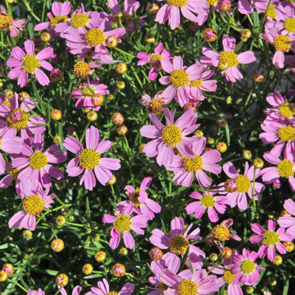 Coreopsis rosea - 2 Gallon Pot