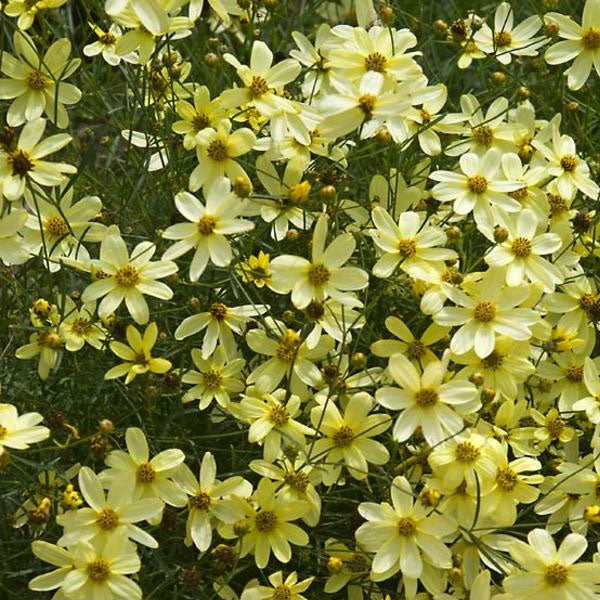 Coreopsis 'Moonbeam - 2 Gallon Pot