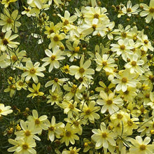 Load image into Gallery viewer, Coreopsis &#39;Moonbeam - 2 Gallon Pot
