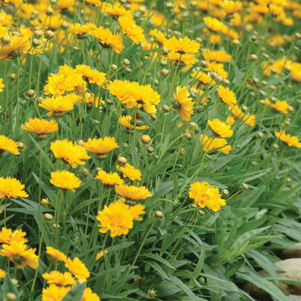 Coreopsis grandiflora 'Early Sunrise' - 2 Gallon Pot