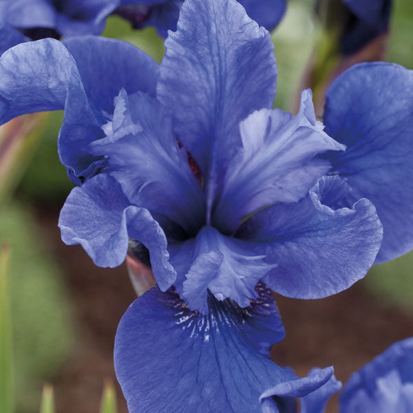 iris sibirica 'Cote d'Azur' - 1 Gallon Pot