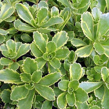 Load image into Gallery viewer, Sedum &#39;Cutting Edge&#39;
