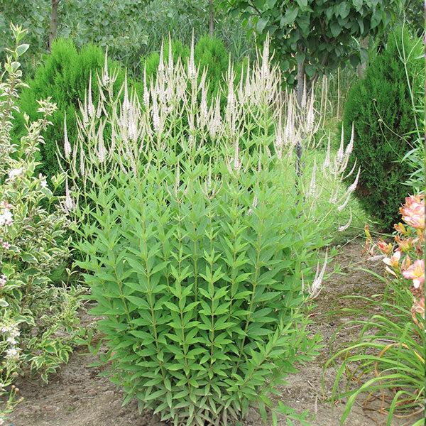 Veronicastrum virginicum