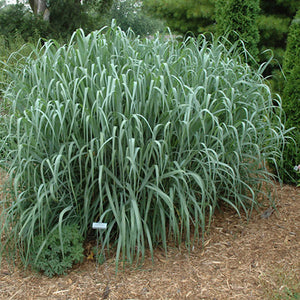 Panicum 'Dallas Blues' - Switchgrass - 3 Gallon