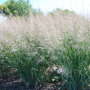 Panicum 'Dallas Blues' - Switchgrass - 3 Gallon