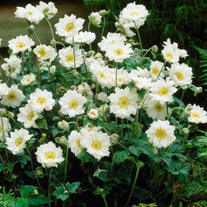 Anemone 'Whirlwind' - 2 Gallon Pot