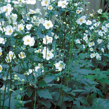 Load image into Gallery viewer, Anemone &#39;Whirlwind&#39; - 2 Gallon Pot
