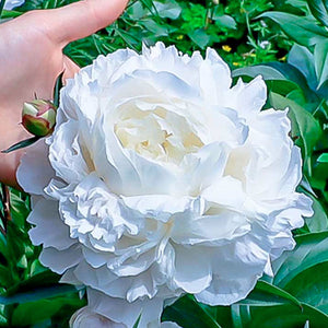 Peony 'Duchesse de Nemours' - 2 Gallon Pot