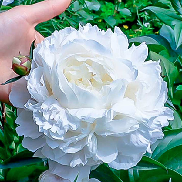 Peony 'Duchesse de Nemours' - 2 Gallon Pot