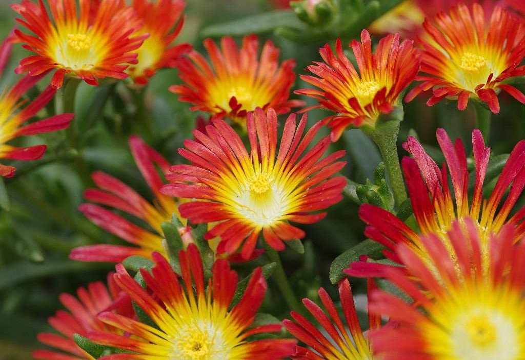 Delosperma 'Fire Wonder' - Ice Plant - 1 Gallon
