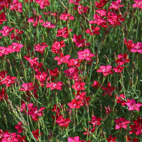 Dianthus deltoides 'Brilliant' - 1 Gallon Pot