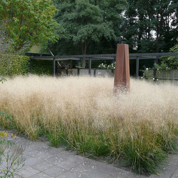 Deschampsia cespitosa 'Bronzeschleier'  - 2 Gallon Pot