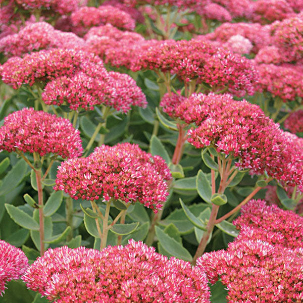 Sedum 'Autumn Fire' - 2 Gallon Pot