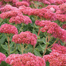 Load image into Gallery viewer, Sedum &#39;Autumn Fire&#39; - 2 Gallon Pot
