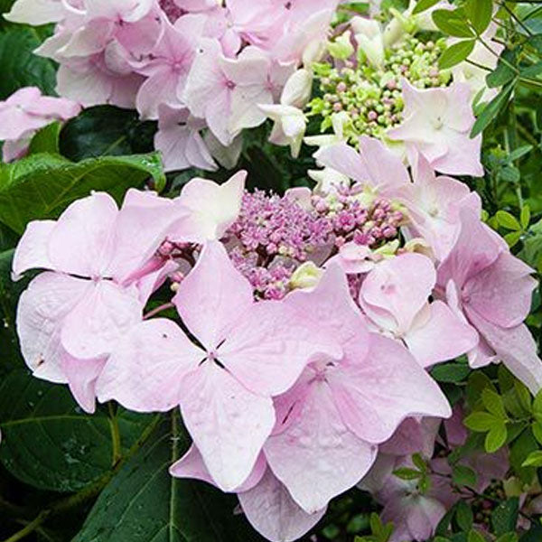 Hydrangea macrophylla Let's Dance Diva!® - 5 Gallon Pot