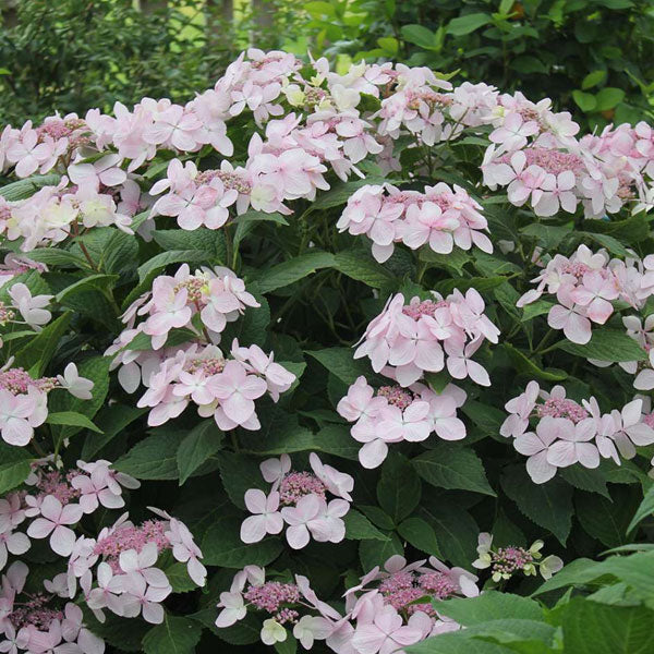 Hydrangea macrophylla Let's Dance Diva!® - 5 Gallon Pot