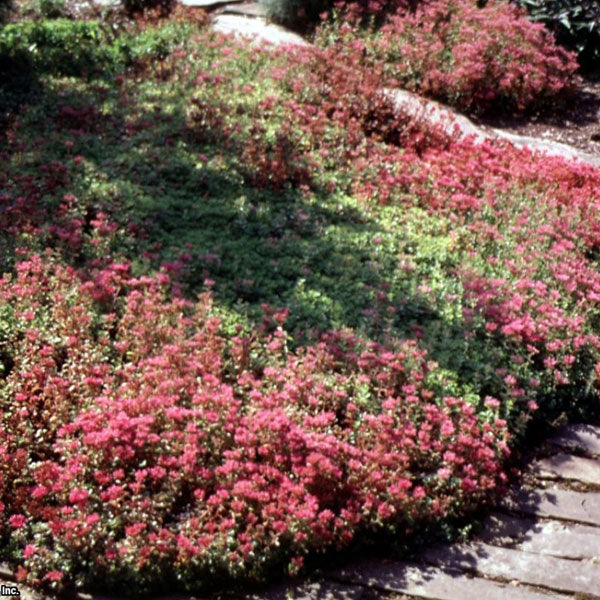 Sedum spurium 'Dragon Blood'