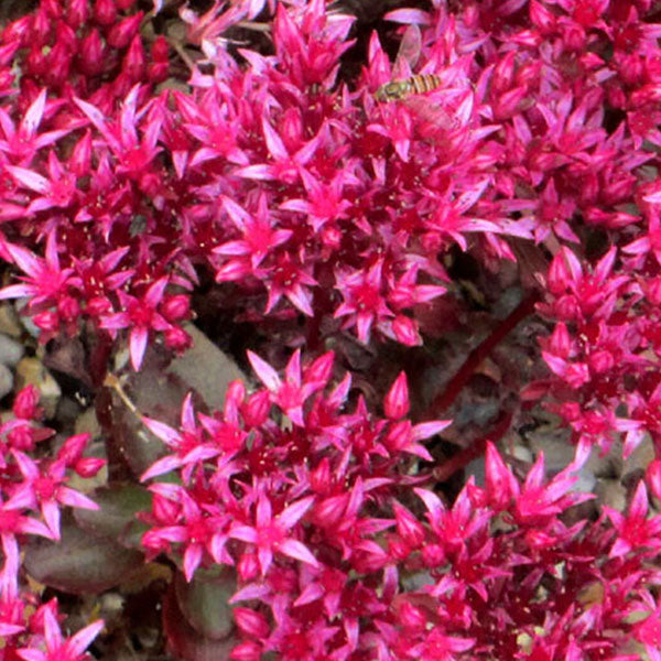 Sedum spurium 'Dragon Blood'