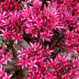 Sedum spurium 'Dragon's Blood' - 1 Gallon Pot