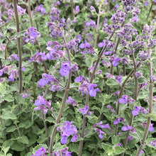 Load image into Gallery viewer, Nepeta &#39;Dropmore&#39; - 2 Gallon Pot
