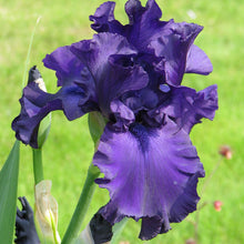 Load image into Gallery viewer, Iris germanica &#39;Dusky Challenger&#39; - 1 Gallon Pot
